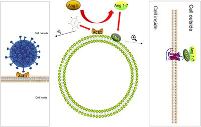 Pathogenesis and Mechanism of Gastrointestinal Infection With COVID-19